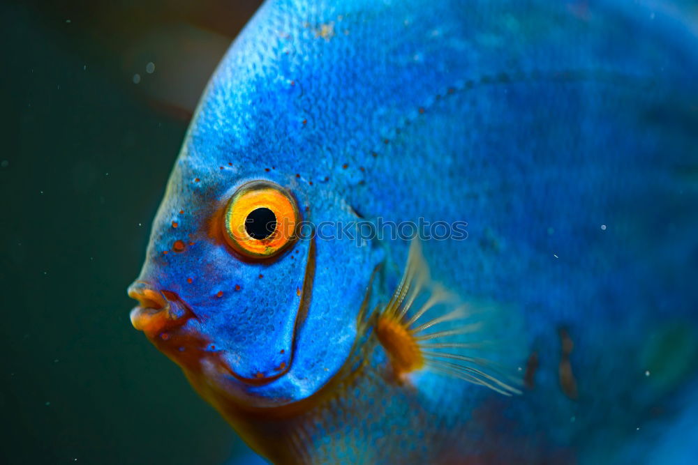 Similar – Close-up of a scalar in an aquarium