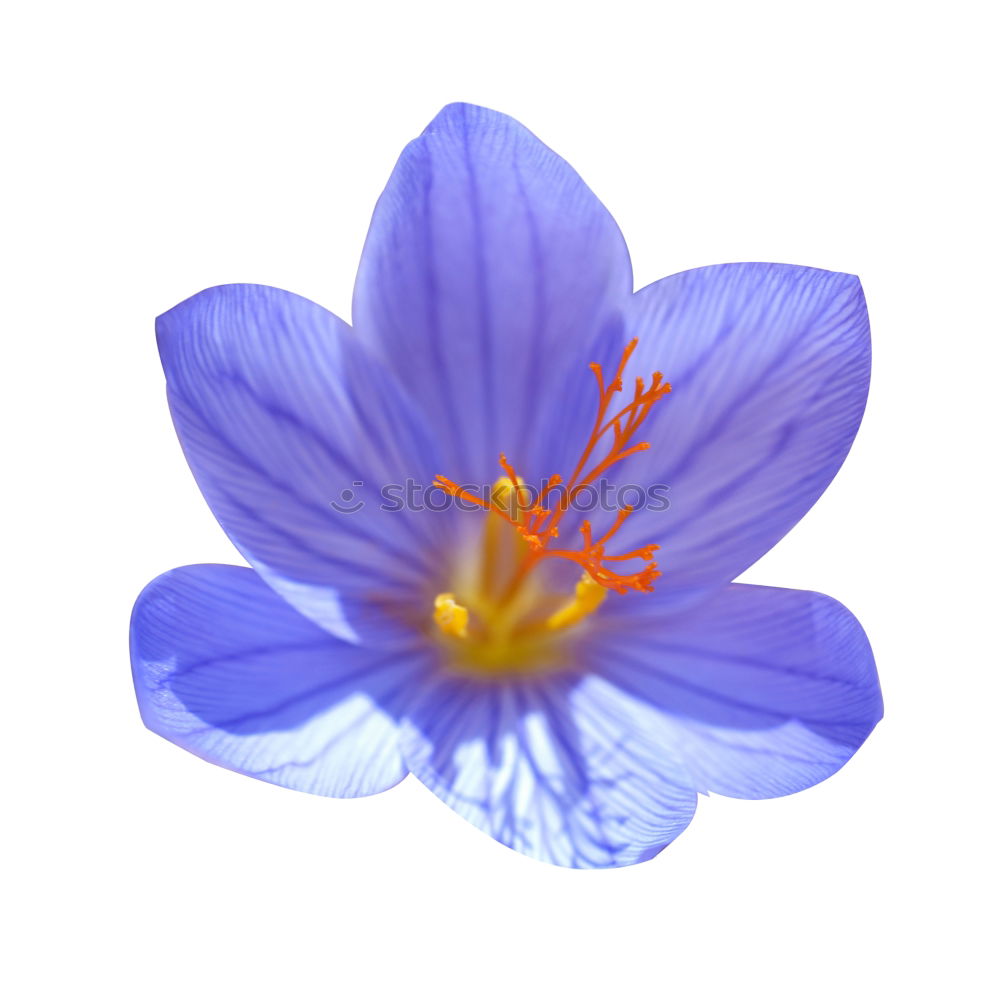 Similar – Image, Stock Photo Liver fluff, hepatica, nobilis,