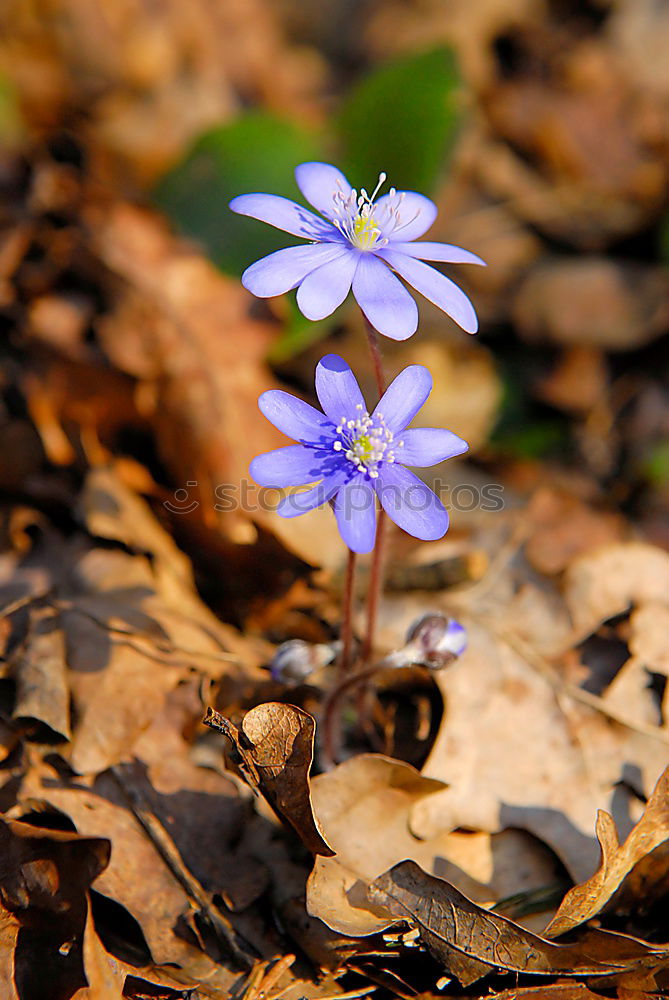 Similar – Kreislauf des Lebens Natur