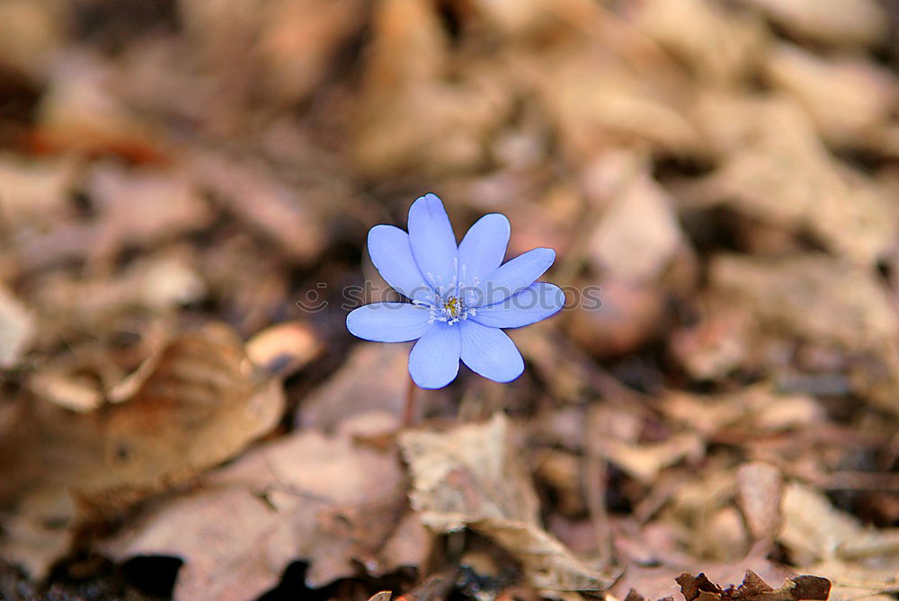 Similar – Kreislauf des Lebens Natur