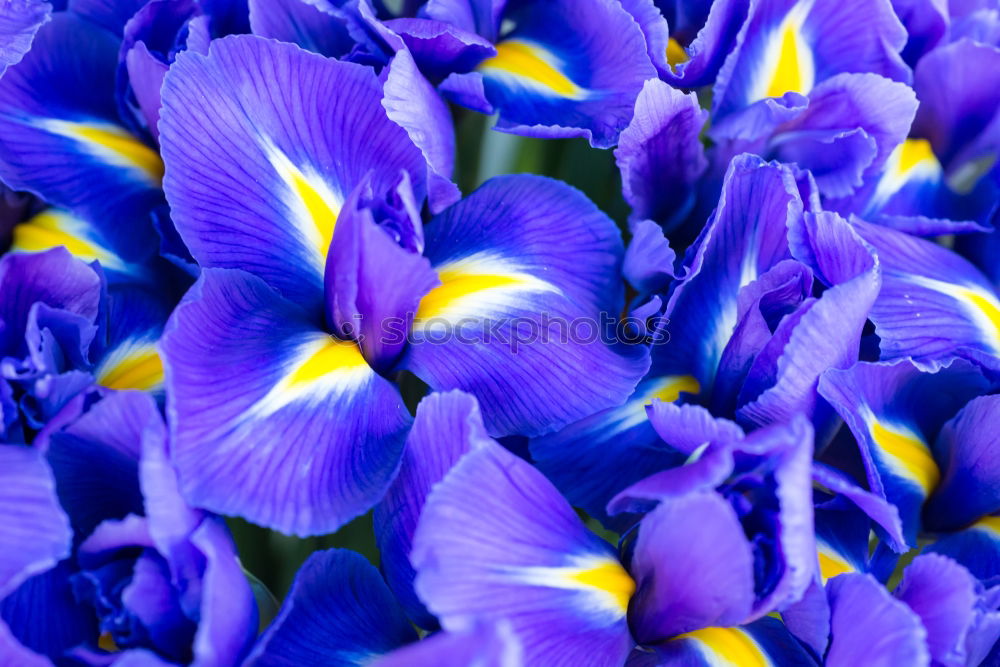 Similar – Traubenhyazinthe blau-violett blühende Blumen in einem Garten