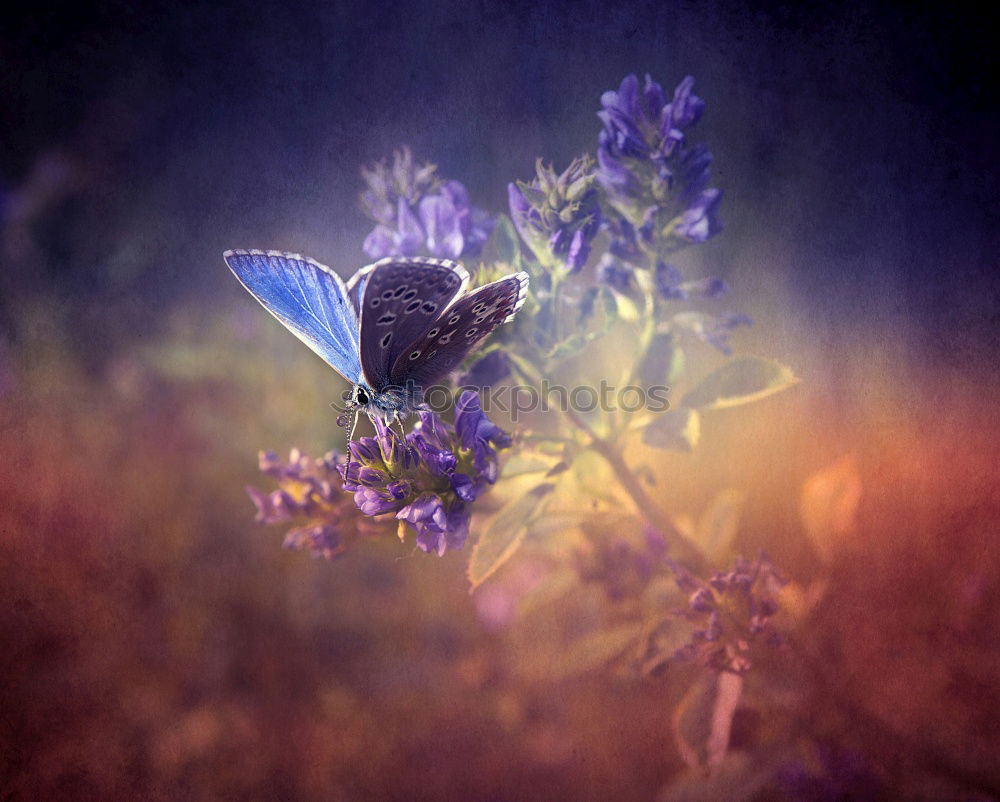 Image, Stock Photo summer birds Lavender