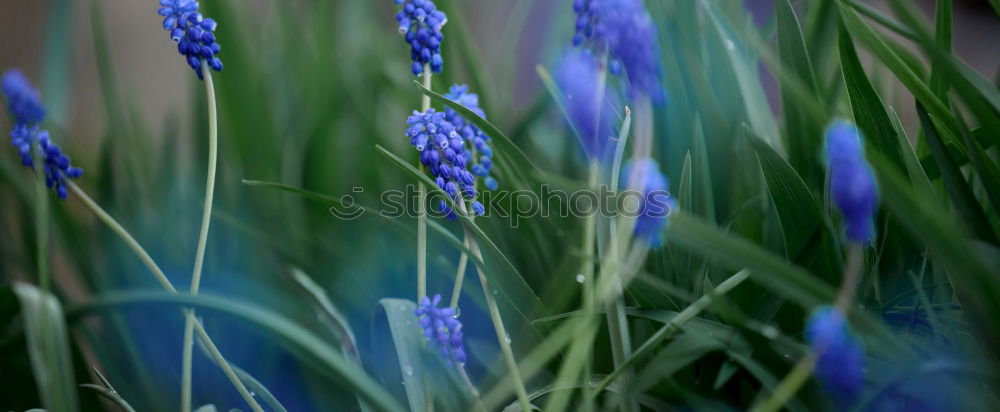 Similar – lavender Flower Blossom