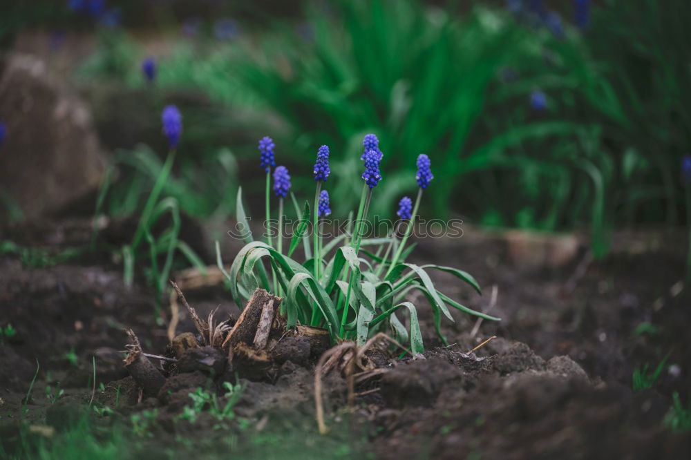 Similar – Spring garden or park with first crocuses