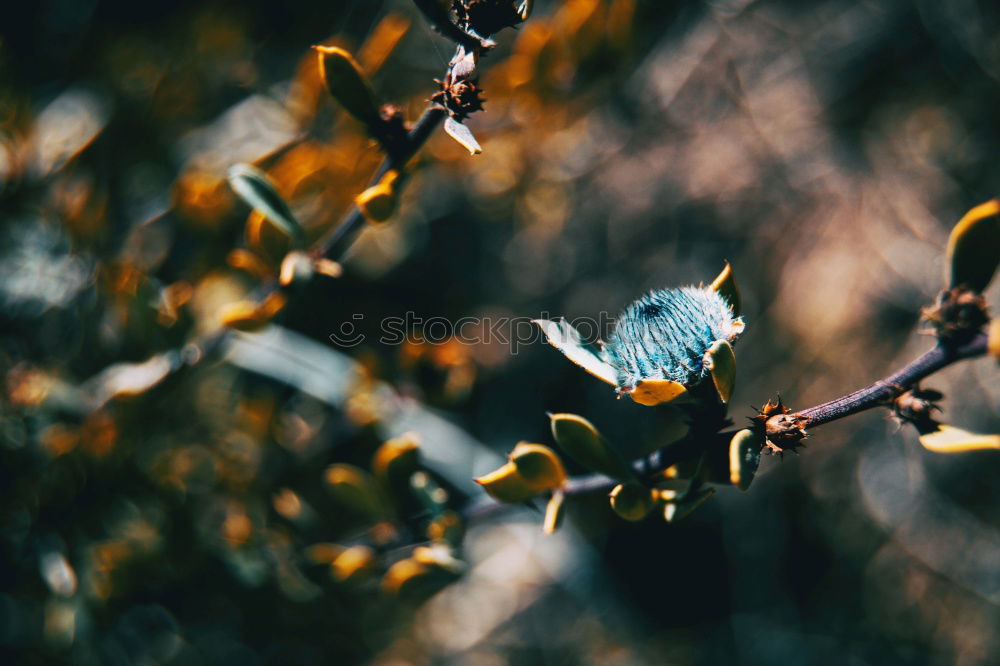 Similar – icy branch Nature Ice