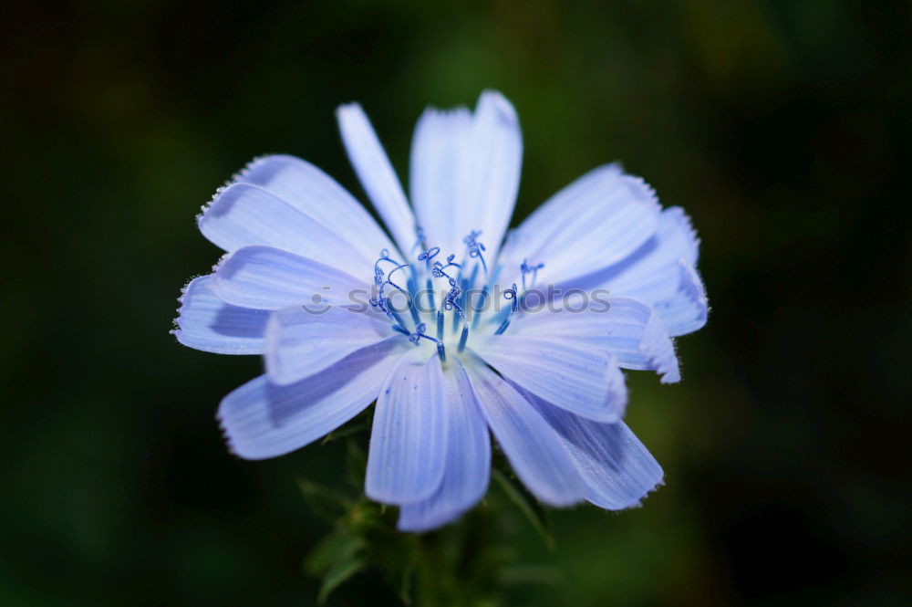 Similar – Roundleaf Bellflower, Campanula rotundifolia