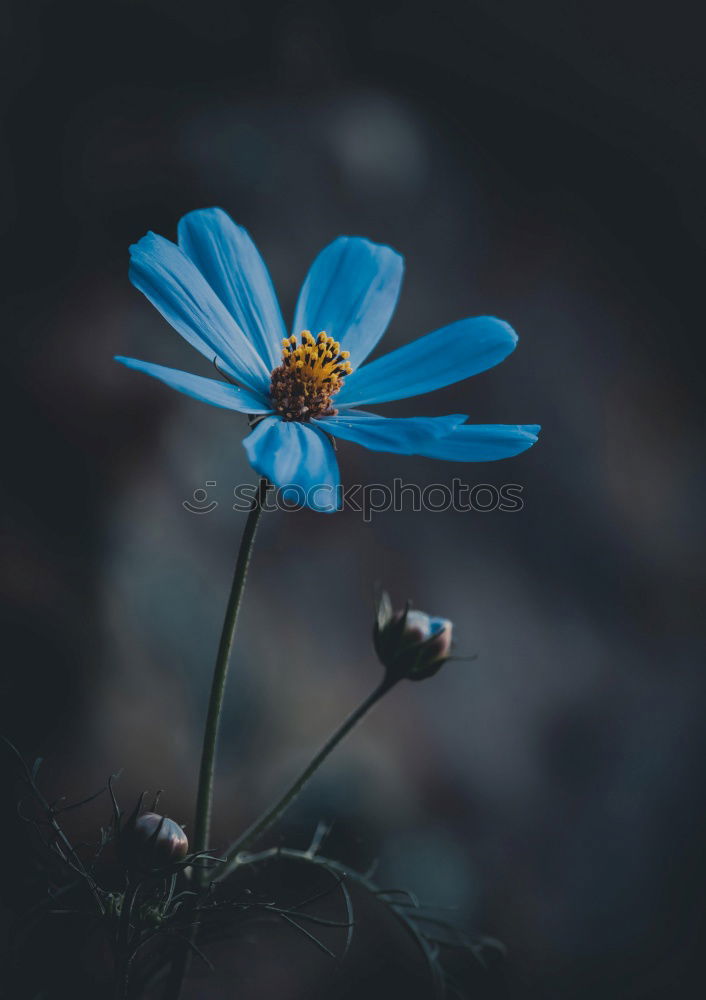 Similar – forget-me-not