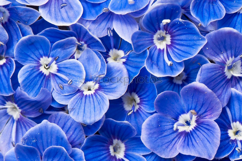 blue blue flowers…