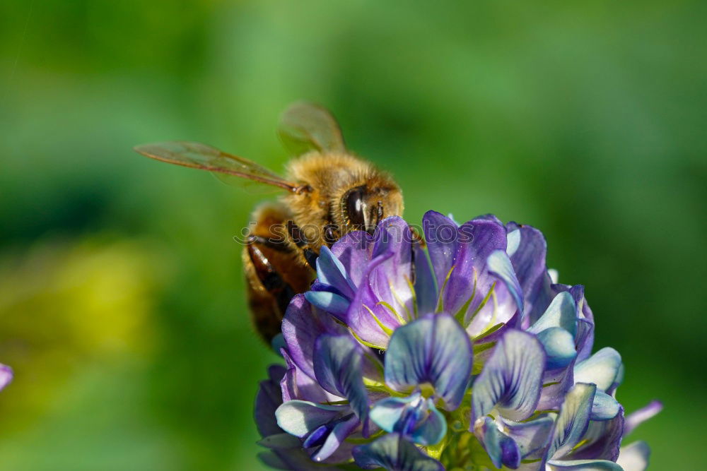 Similar – Bumblebee Collects Nectar On Top Of Purple Flower