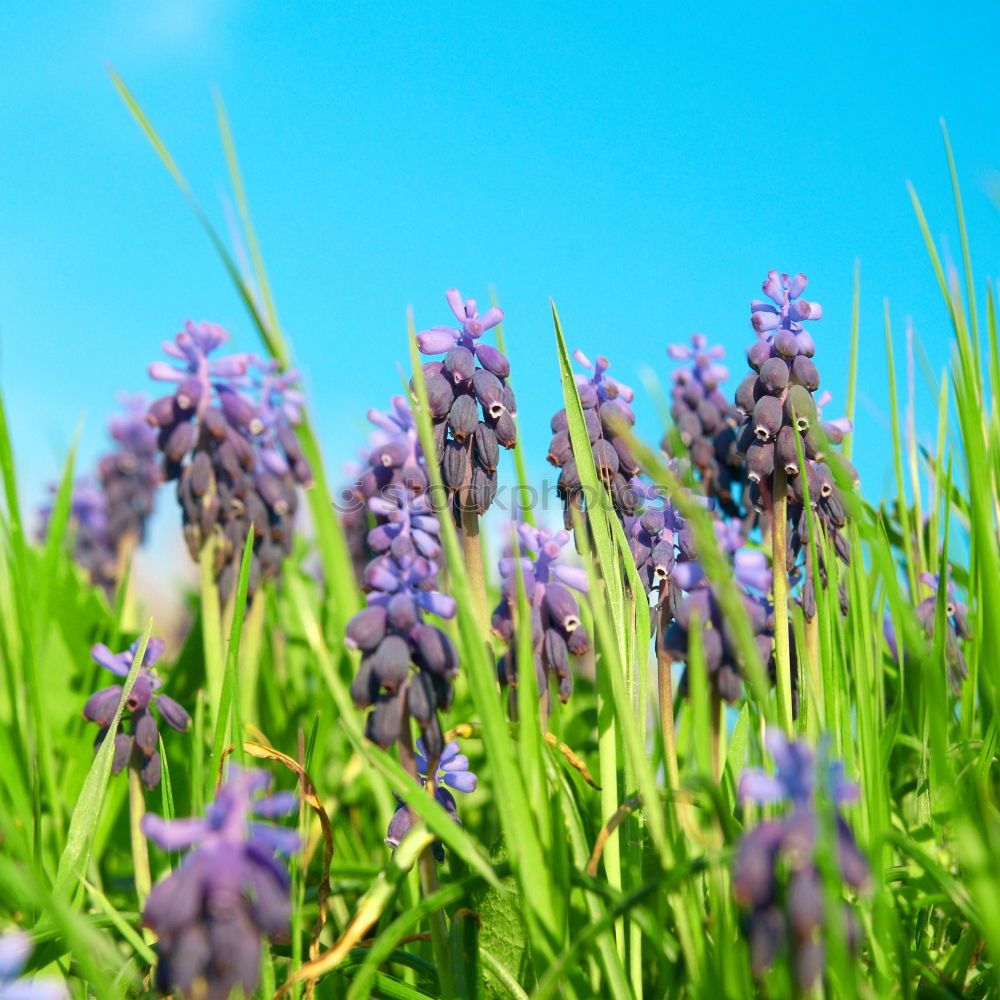 Similar – crested lavender Lavender