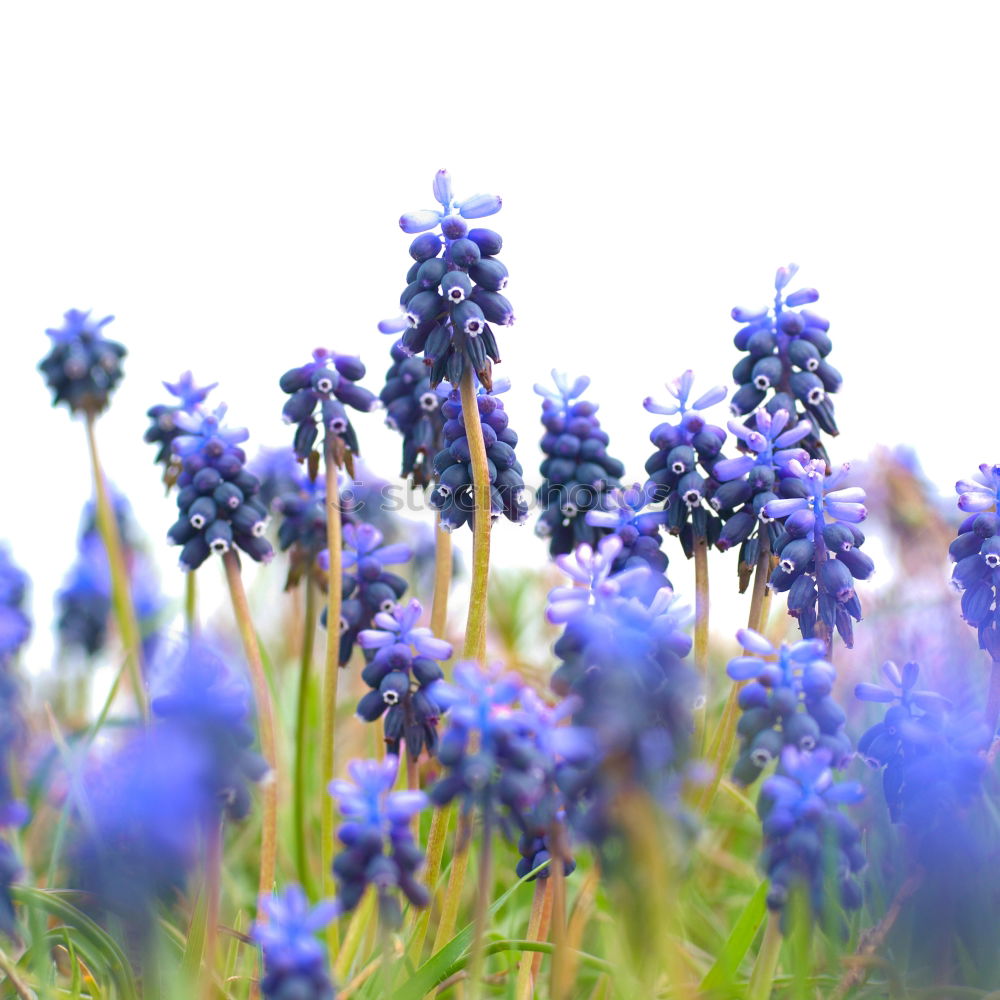 Similar – crested lavender Lavender