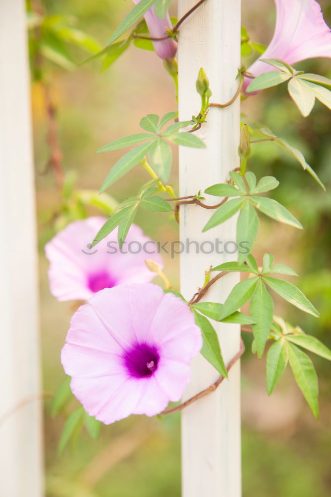 Similar – Image, Stock Photo setting flowers Lifestyle