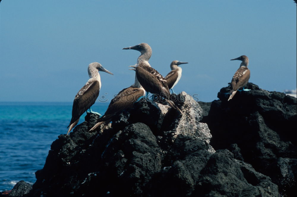 Similar – Penguin beach in South Africa (Simonstown)