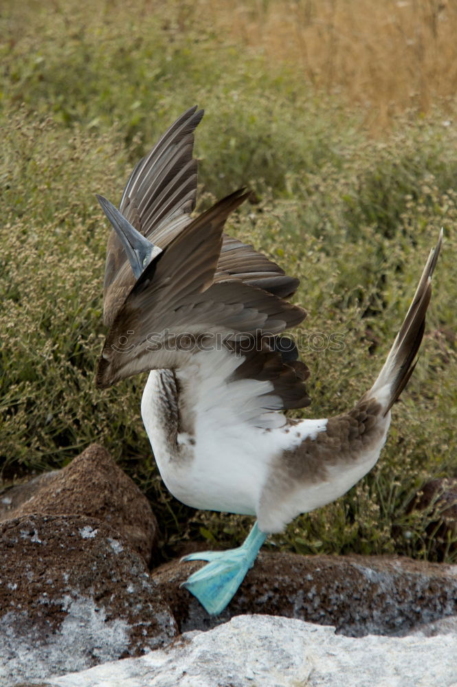 Similar – Image, Stock Photo morning gymnastics Bird
