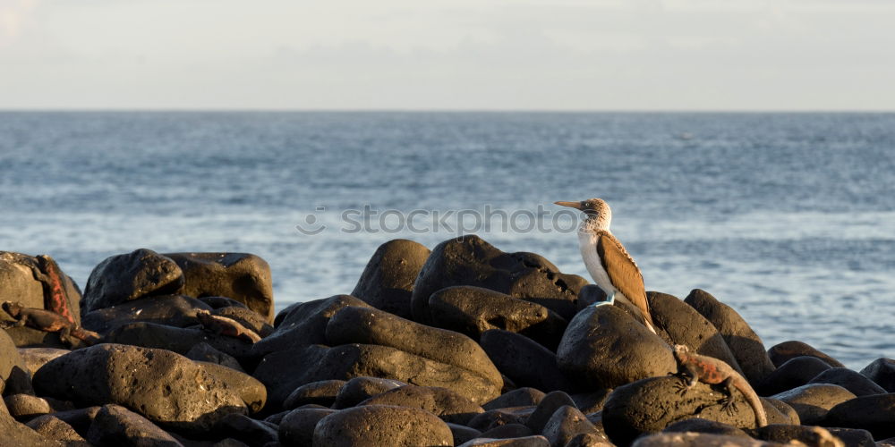 Similar – Image, Stock Photo gull’s eye Water Coast