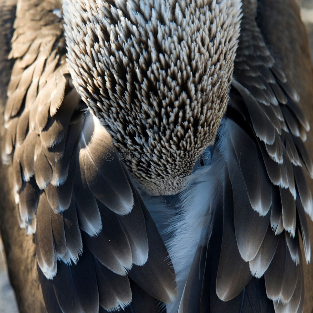 Augenblick II Zoo Tier