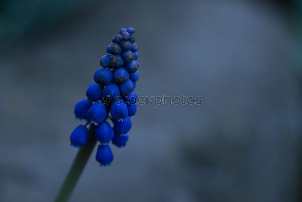 Similar – Blue miracle Flower Spring