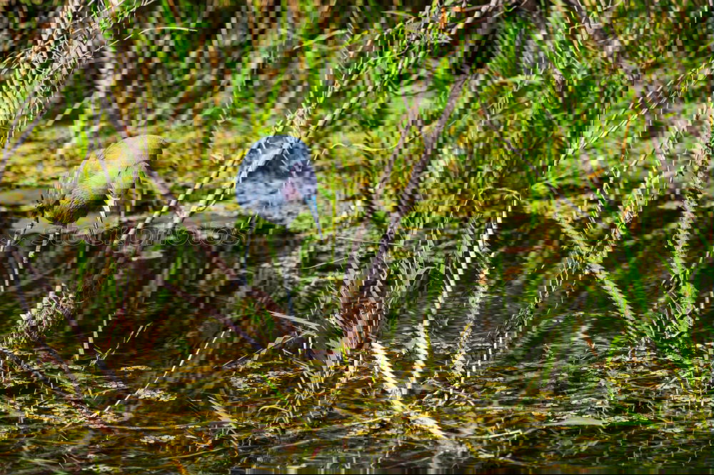 Similar – Image, Stock Photo Mr Fischer, Mr Fischer, how deep is the water?