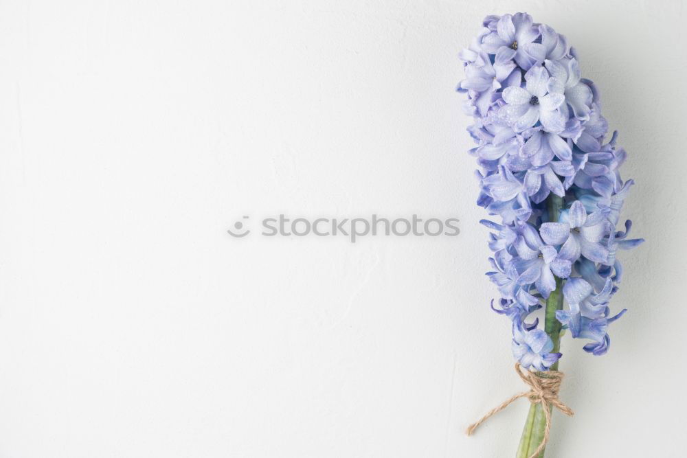 Similar – Image, Stock Photo flora Flower