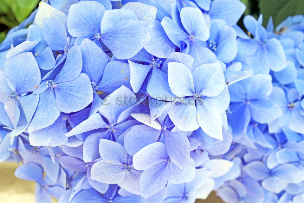 Similar – blue blue flowers…