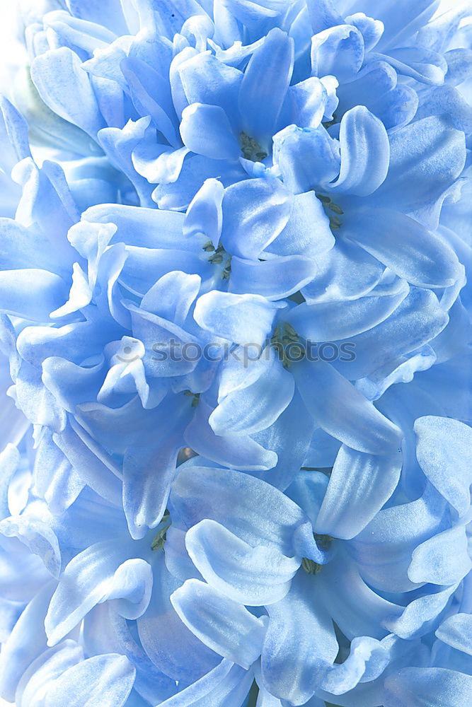 Similar – Foto Bild Blaue Blumen auf blauem Hintergrund