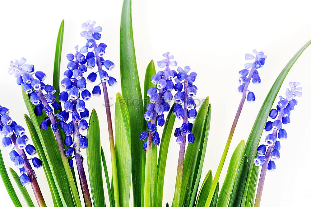 Similar – Image, Stock Photo Yellow background with blue flowers, mouse hyacinth