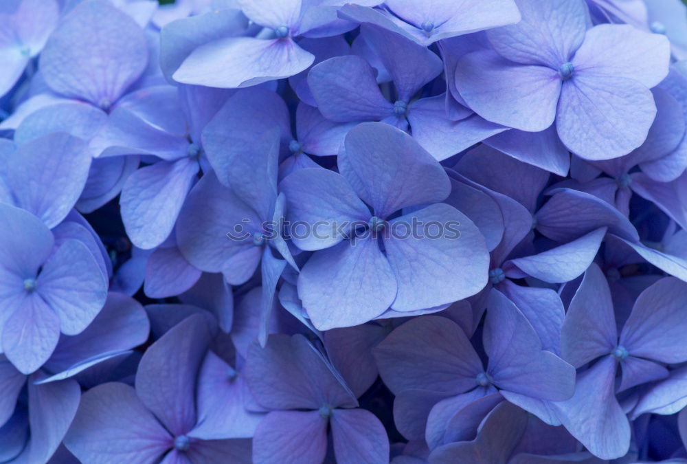 Similar – hydrangea Plant Summer