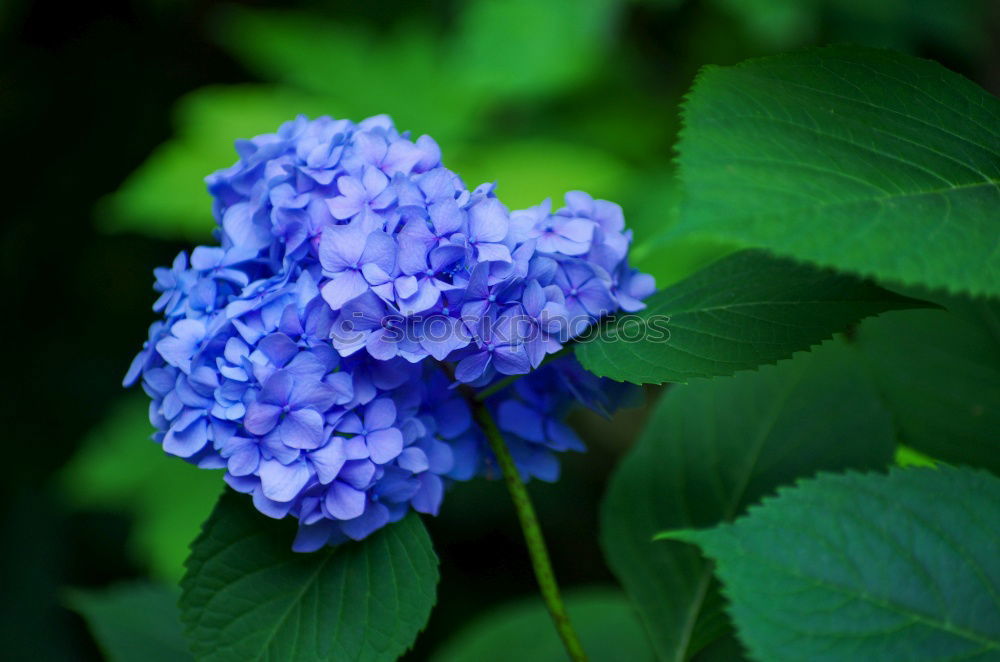 Similar – Blue miracle Flower Spring