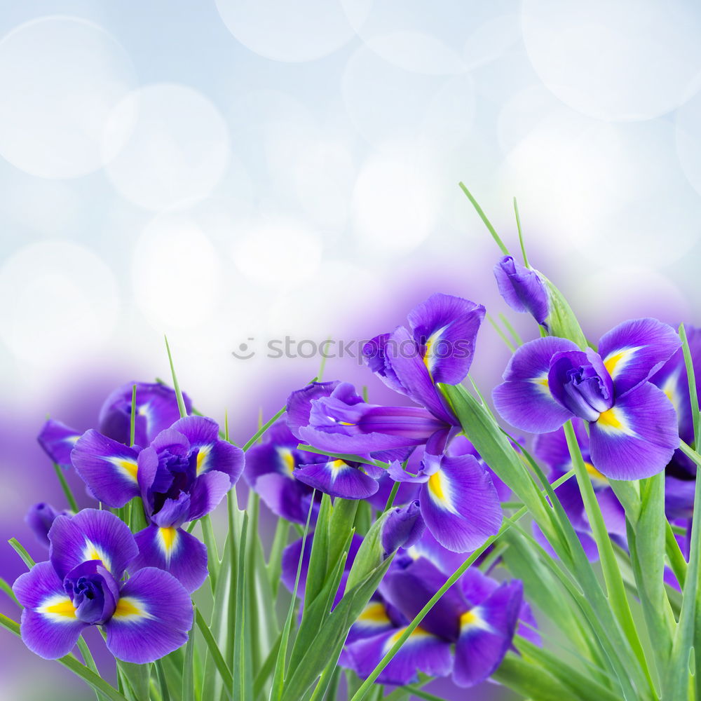 Similar – violet Nature Spring