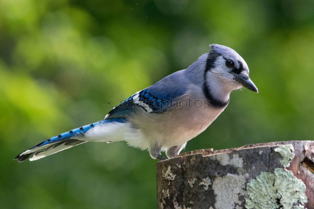 Similar – Image, Stock Photo garden bird on a stump