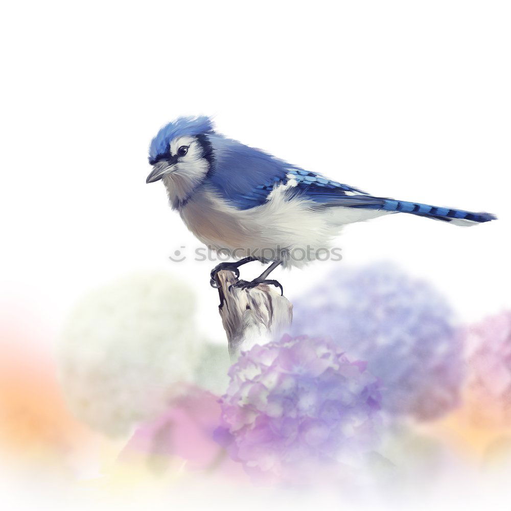 Similar – Image, Stock Photo Blue tit on a branch