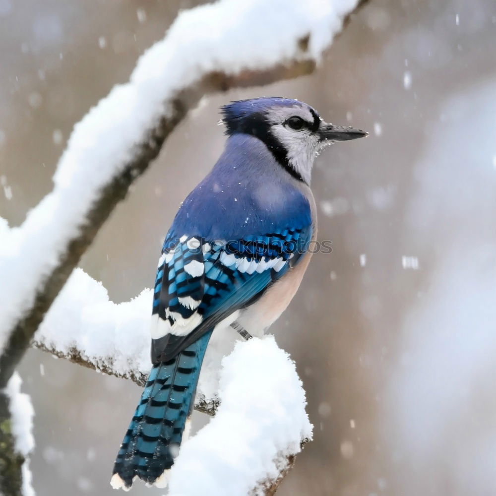 Similar – Singing Finch Chaffinch