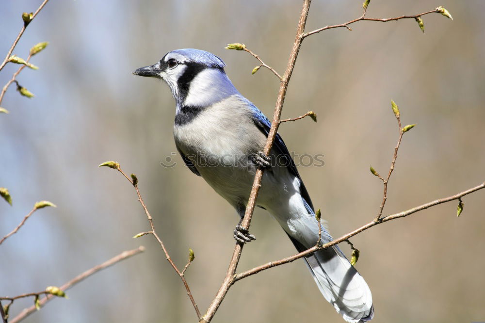 Similar – Image, Stock Photo titmouse spring