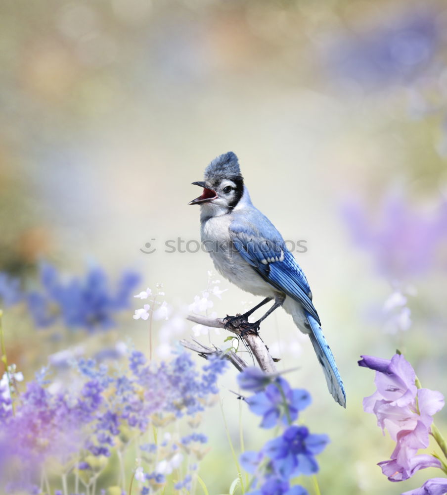 Similar – Image, Stock Photo little tit in a flowering tree