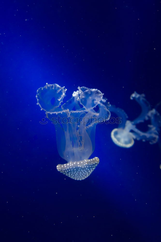 Similar – supposed home Jellyfish