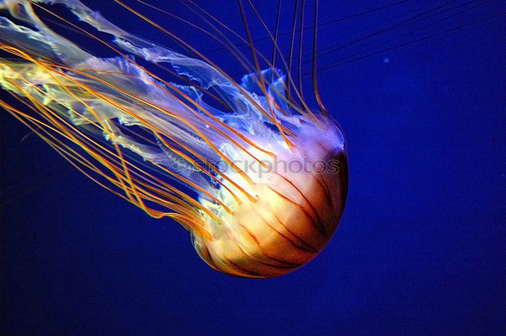 Similar – supposed home Jellyfish