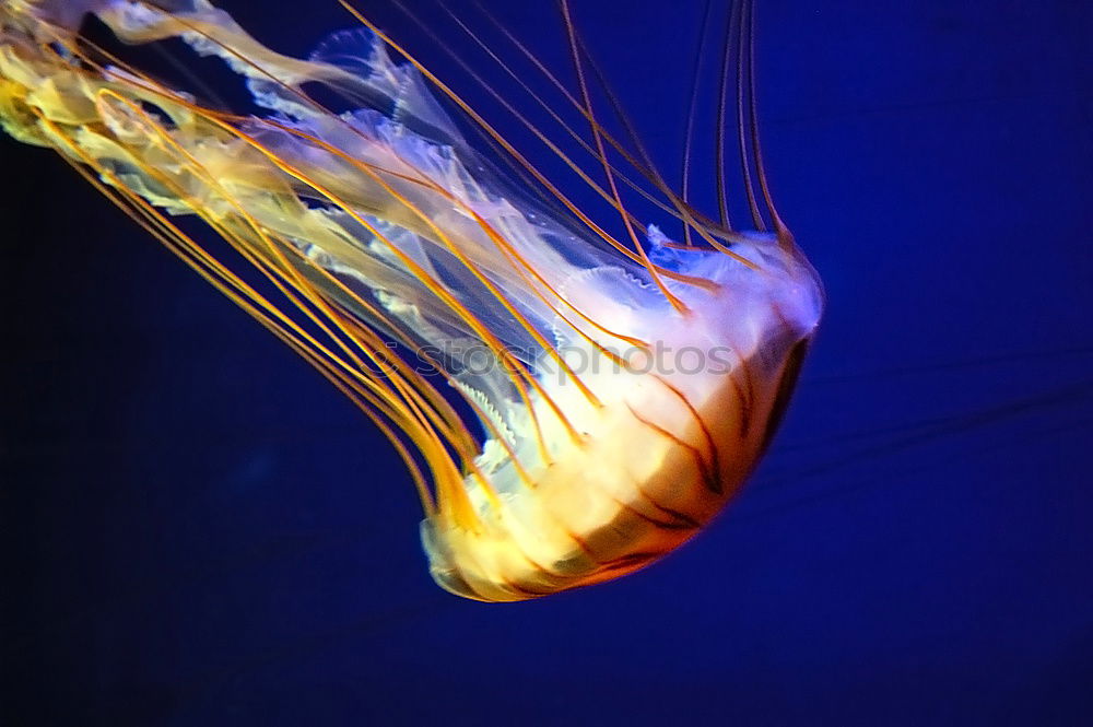 Similar – Image, Stock Photo Blue jellyfish in water