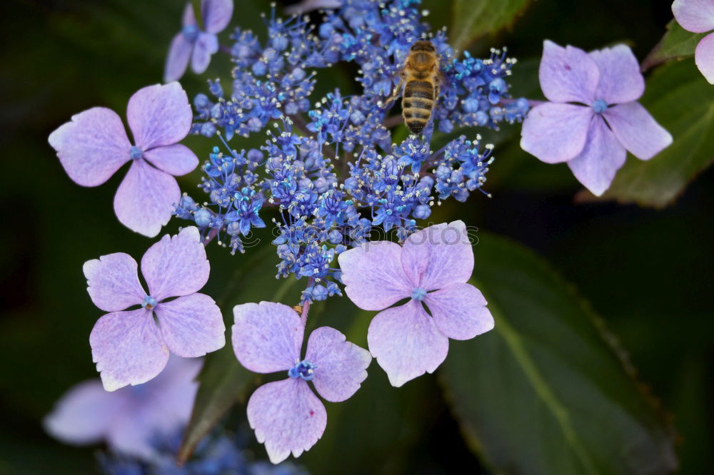 Similar – purple flowers Wellness