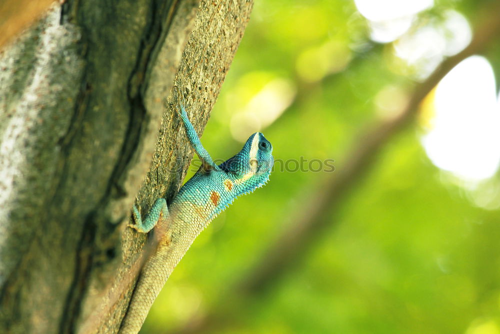 Similar – Erannis defoliaria caterpillar