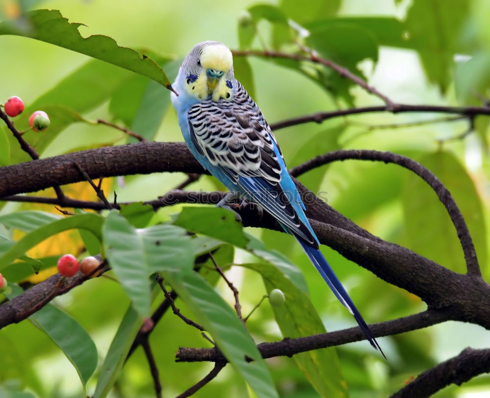 Similar – rose-ringed parakeet sitting in the tree