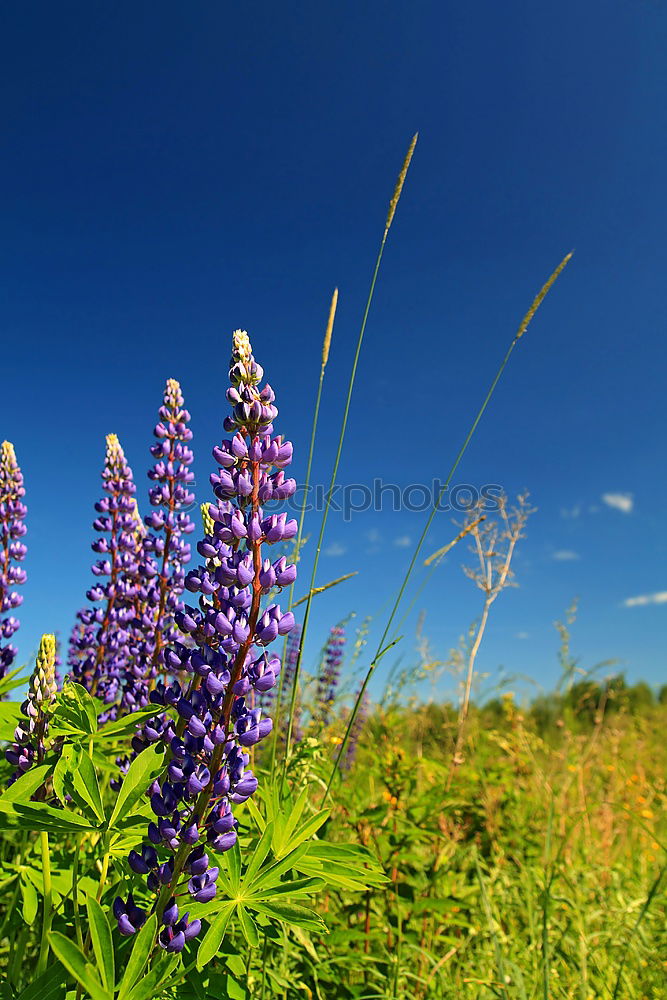 Similar – crested lavender Lavender