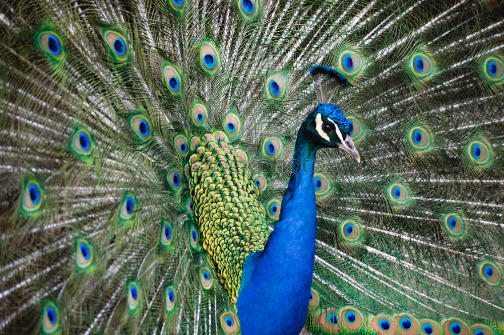 Similar – Image, Stock Photo Amazing peacock during his exhibition