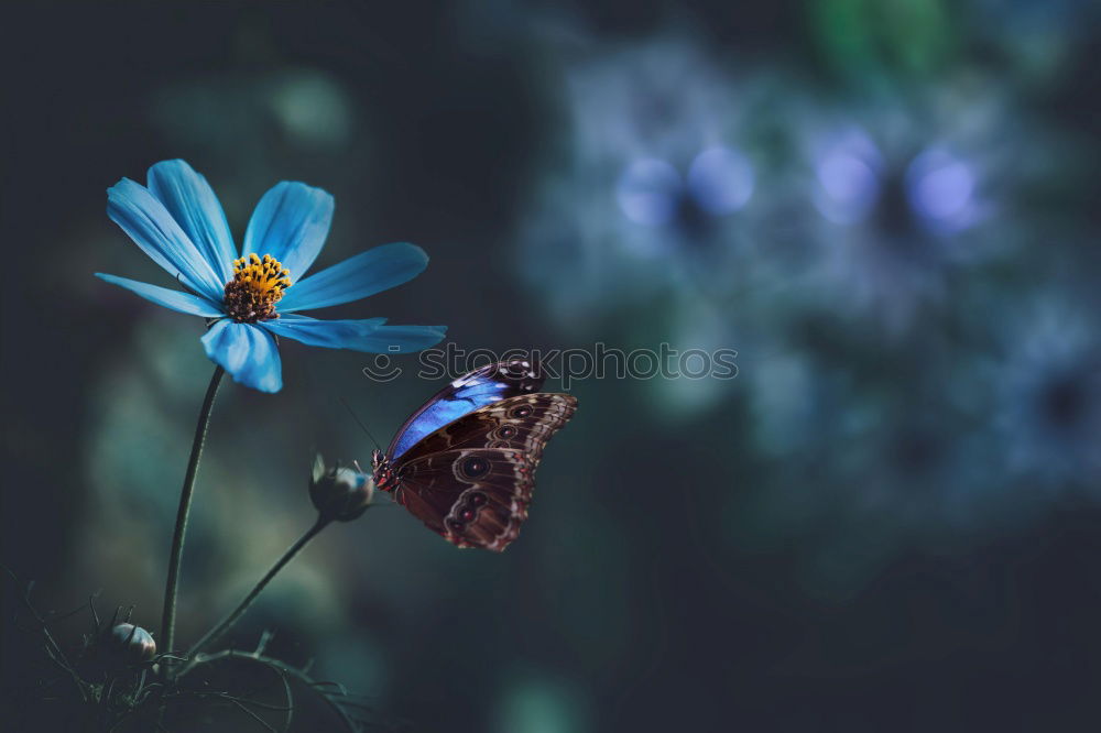 Similar – forget-me-not