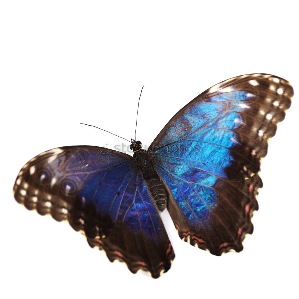 Similar – Blue Morpho butterfly