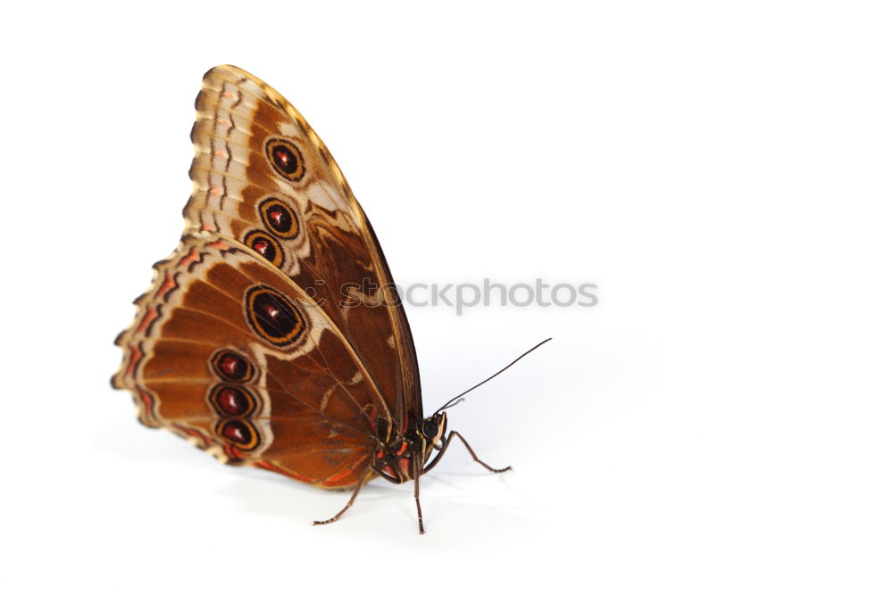 Similar – Image, Stock Photo Butterfly sits on the index finger of a hand