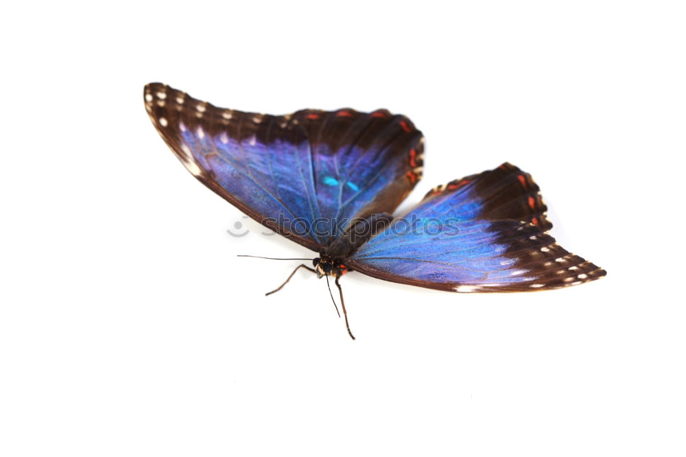 Similar – Blue Morpho butterfly