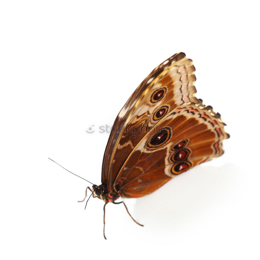 Similar – butterfly Animal Butterfly