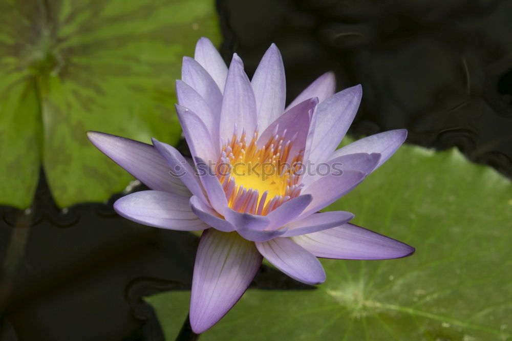 Similar – Image, Stock Photo searosis Rose Water lily