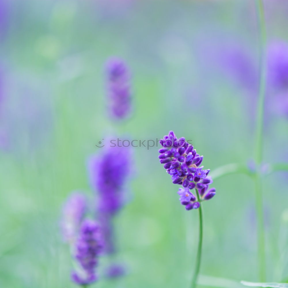 Similar – Image, Stock Photo Lavender and bee Summer