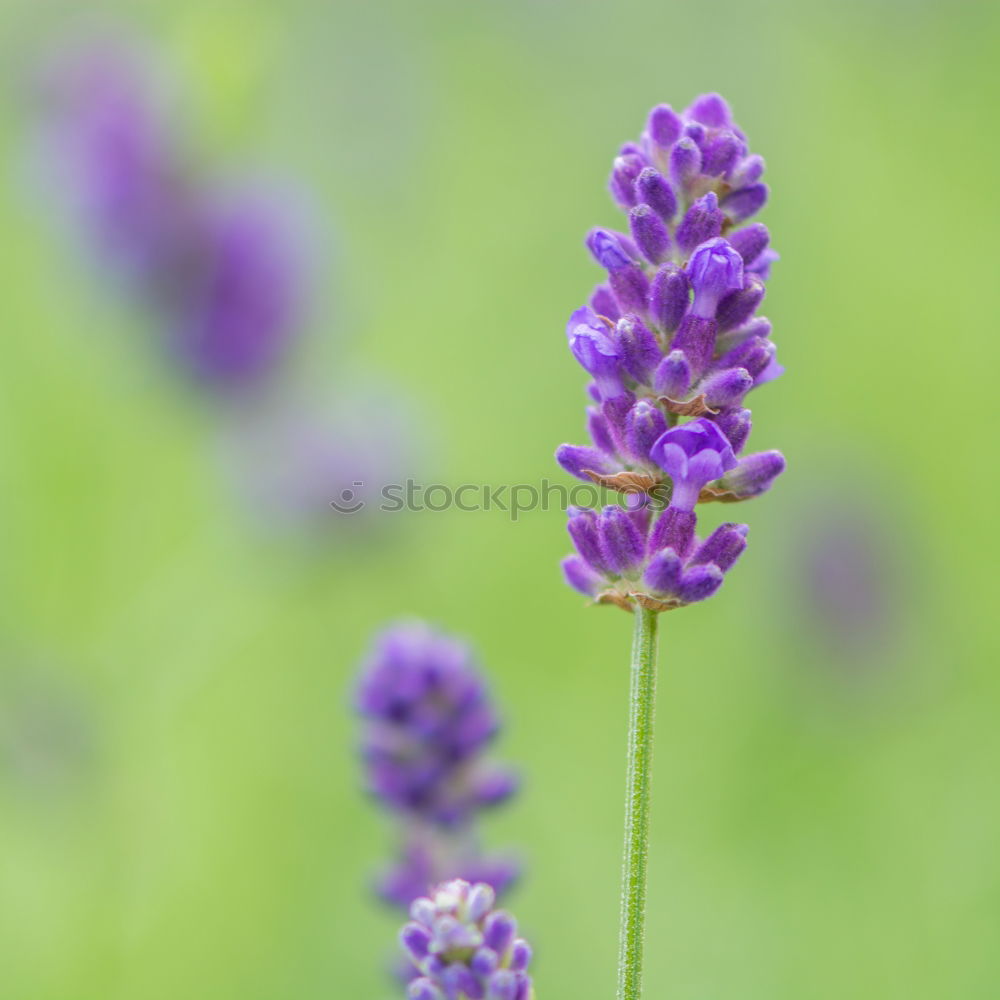 Similar – Image, Stock Photo lavender Lavender Green